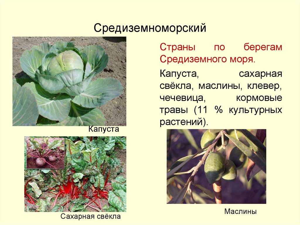 Родина культурных растений по странам