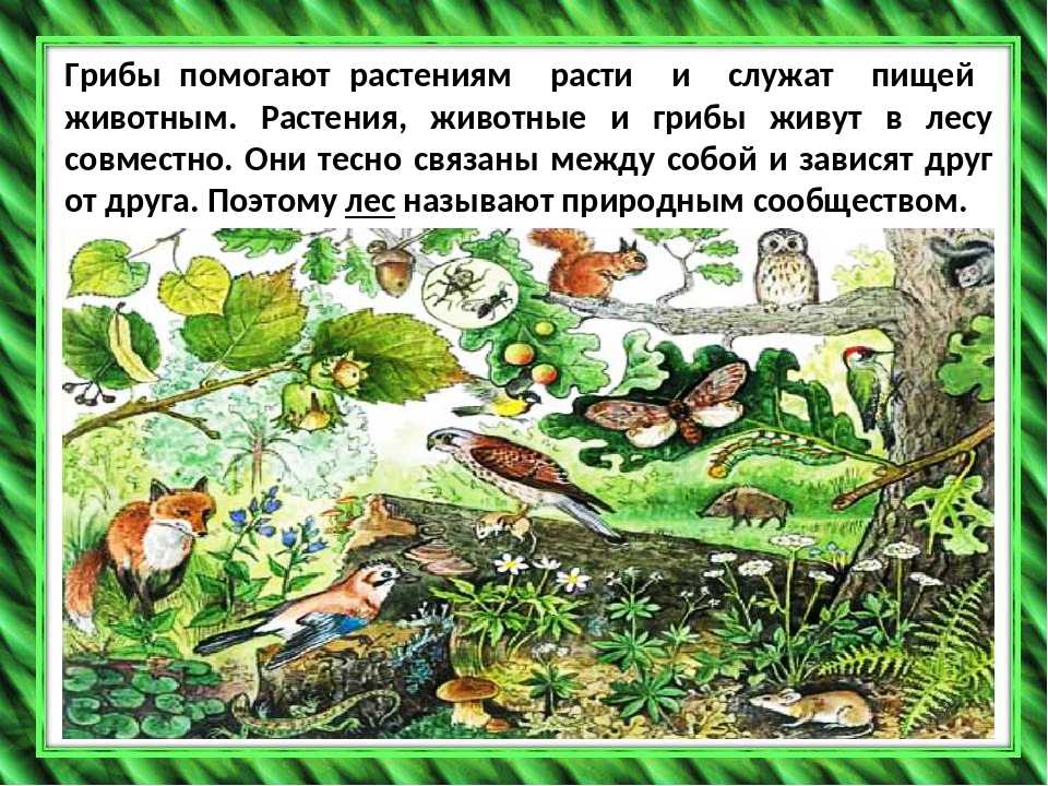 Природное сообщество лес 5 класс биология. Природное сообщество лес. Обитатели природных сообществ. Природное сообщество лес животные. Сообщества жизни леса.