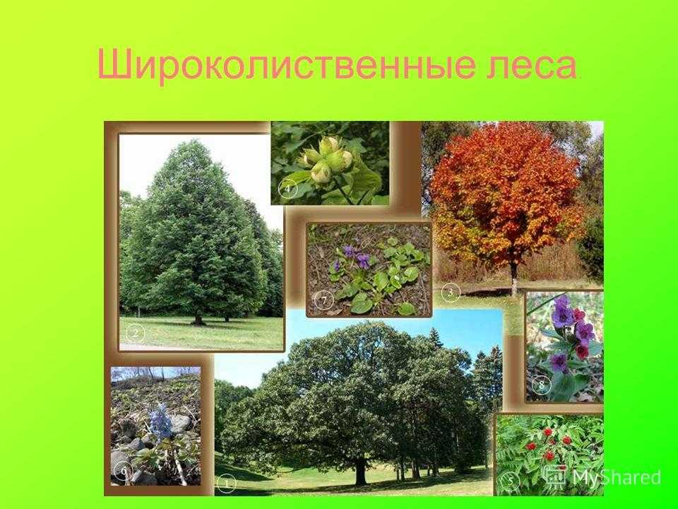 Презентация на тему: "зона смешанных и широколиственных лесов. географическое положение зона смешанных и широколиственных лесов протянулась от западных границ россии до уральских.". скачать бесплатно и без регистрации.