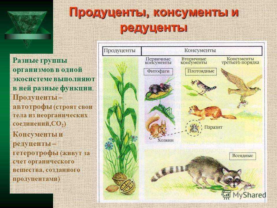 Экосистема, ее компоненты. цепи питания. разнообразие и развитие экосистем. агроэкосистемы. | егэ по биологии