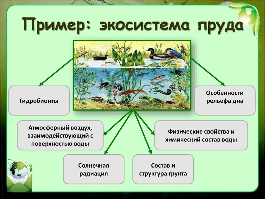 Понятия о биоценозе, экосистеме и биогеоценозе; трофическая структура биоценозов - рассашко и.ф. и др. общая экология