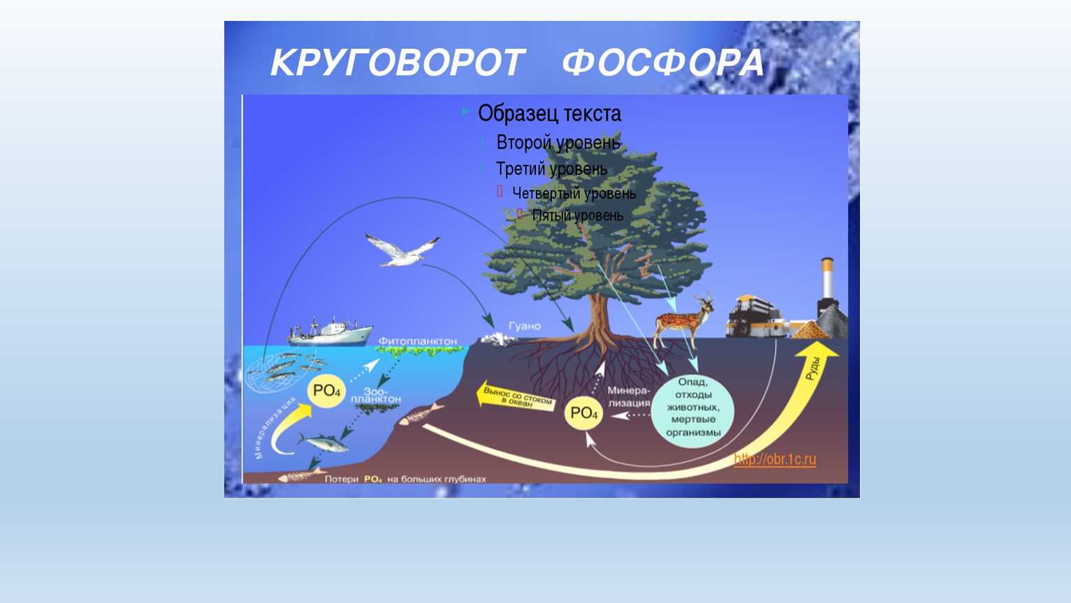 Круговорот веществ в биосфере