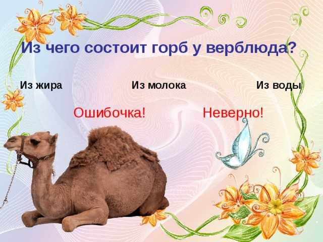 8 интересных фактов о верблюдах