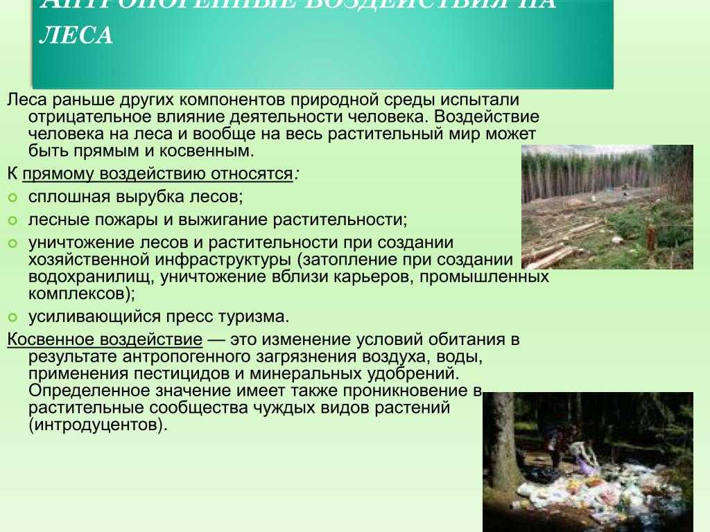 Лесное оформление и имитация древних посадок