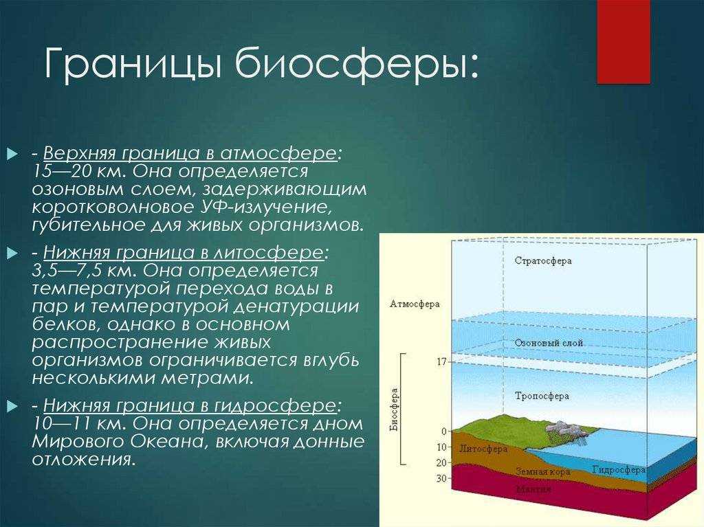 Жаном батистом ламарком: концепция биосферы и ее значимость