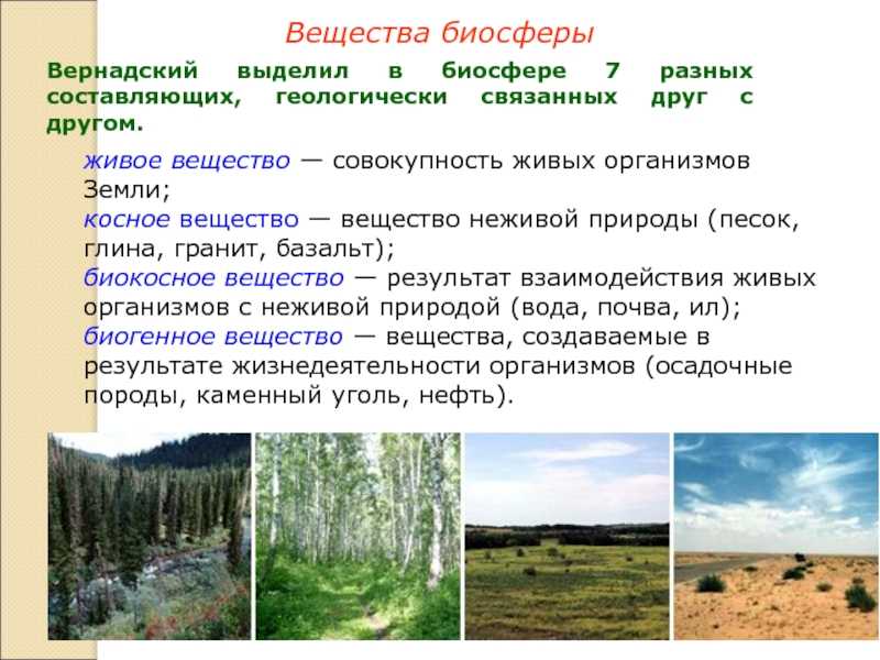 Презентация по географии на тему почва и факторы ее образования (8 класс)  доклад, проект
