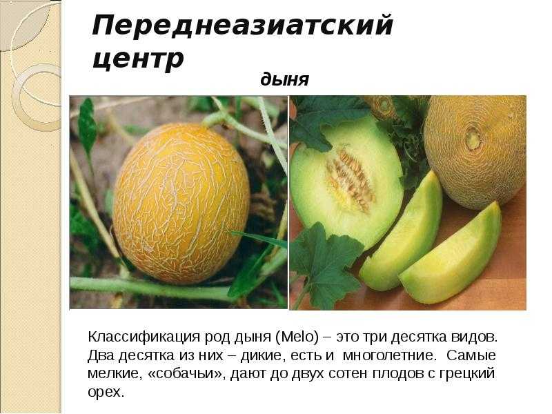 Учение н. и. вавилова о центрах происхождения культурных растений