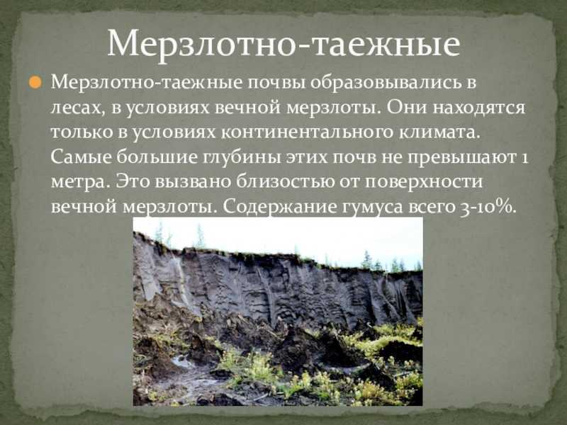 Почва тайги
