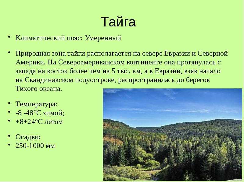 Тайга: что это, где находится, её флора и фауна - узнай что такое