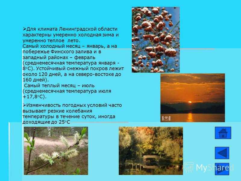 Природная зона санкт-петербурга – в какой находится