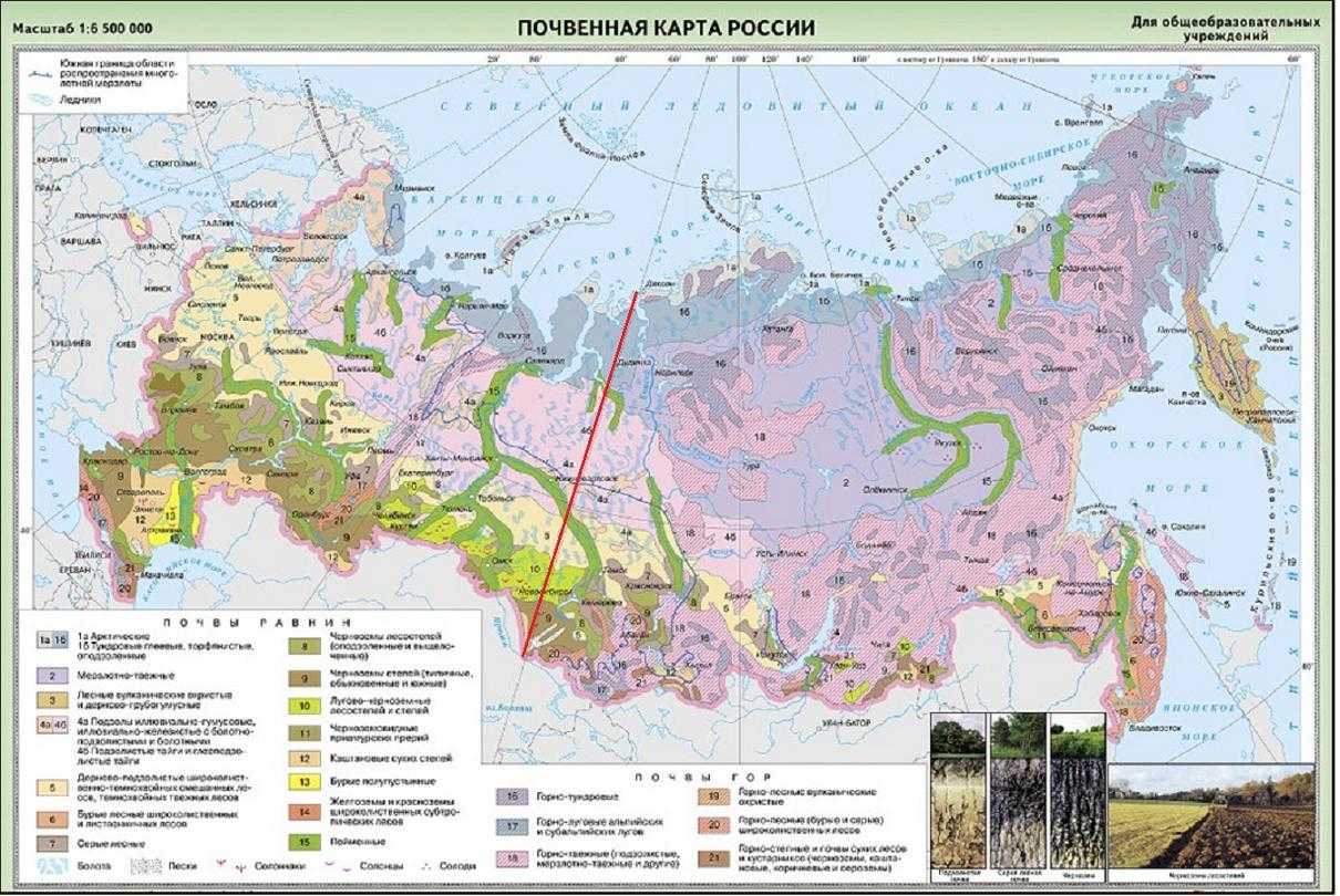 Какие почвы характерны для территории россии: типы, особенности и почвенная карта