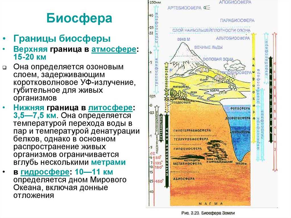Урок 7: биосфера - 100urokov.ru