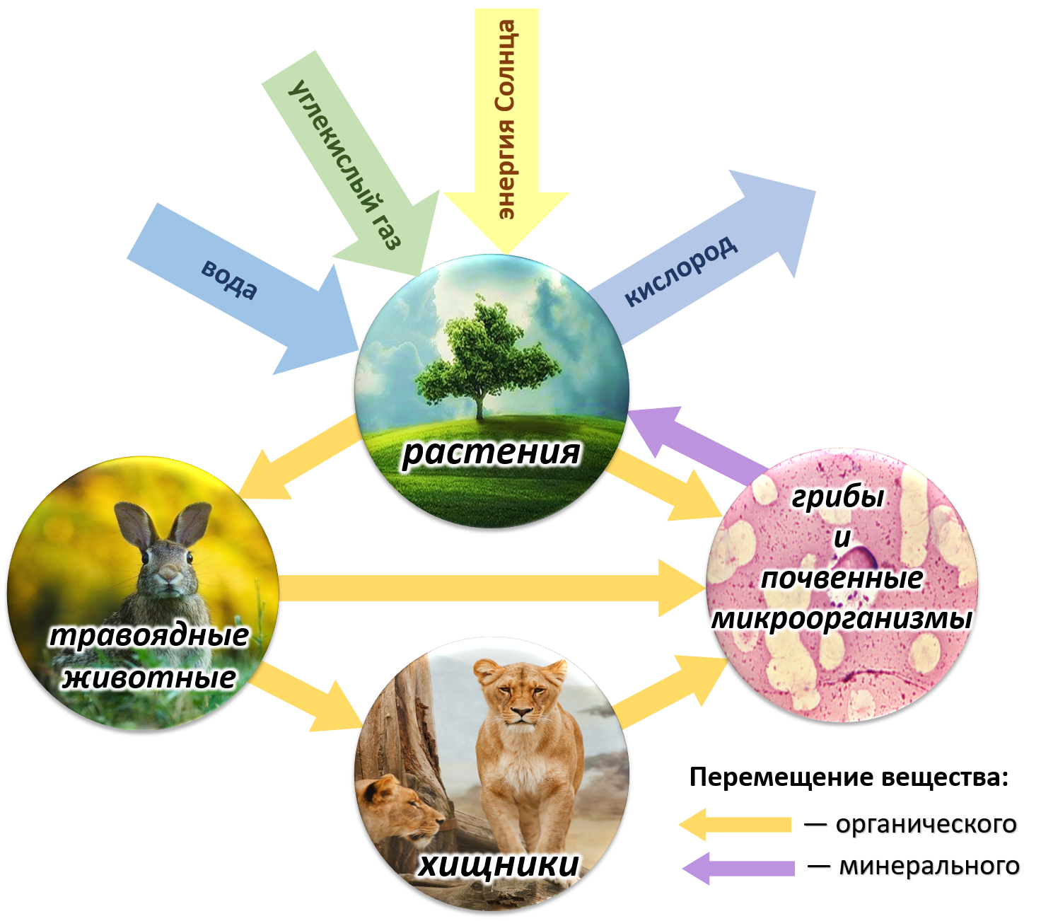 Растения в биосфере является. Биотический круговорот веществ в биосфере. Круговорот веществ и энергии в биосфере схема. Круговорот веществ в природе Биосфера. Схема биологического круговорота в природе.