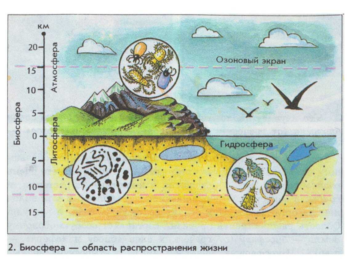 В верхнем слое воды обитает больше организмов. Биосфера — область распространения жизни рисунок. Биосфера это область распространения жизни на земле. Схема строения живой оболочки земли. Biosefera.