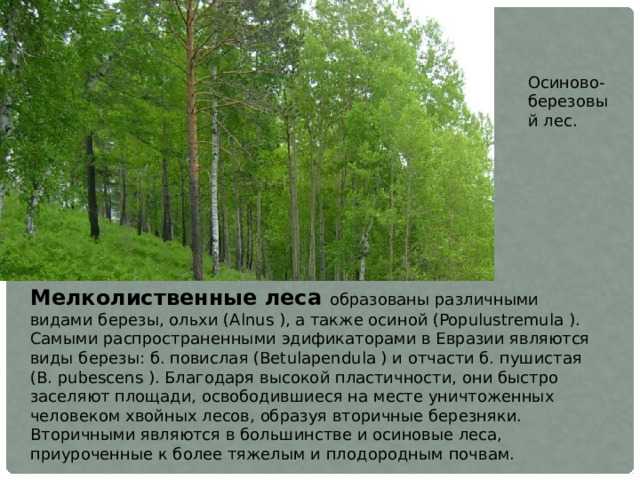 Мелколиственные породы деревьев список. какие леса преобладают на территории россии: типы и характеристика