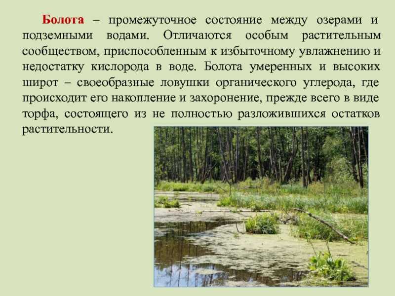 Болотистая местность 6 букв: описание особенностей и видовых характеристик