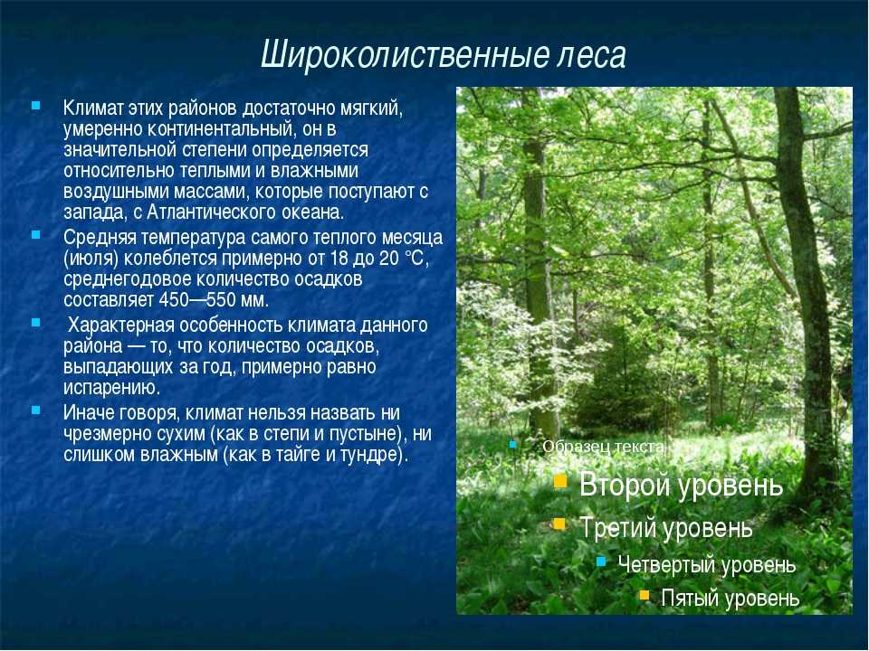 Урок 3: лес и его обитатели - 100urokov.ru