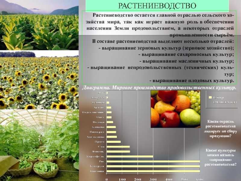 Районы выращивания ржи в россии