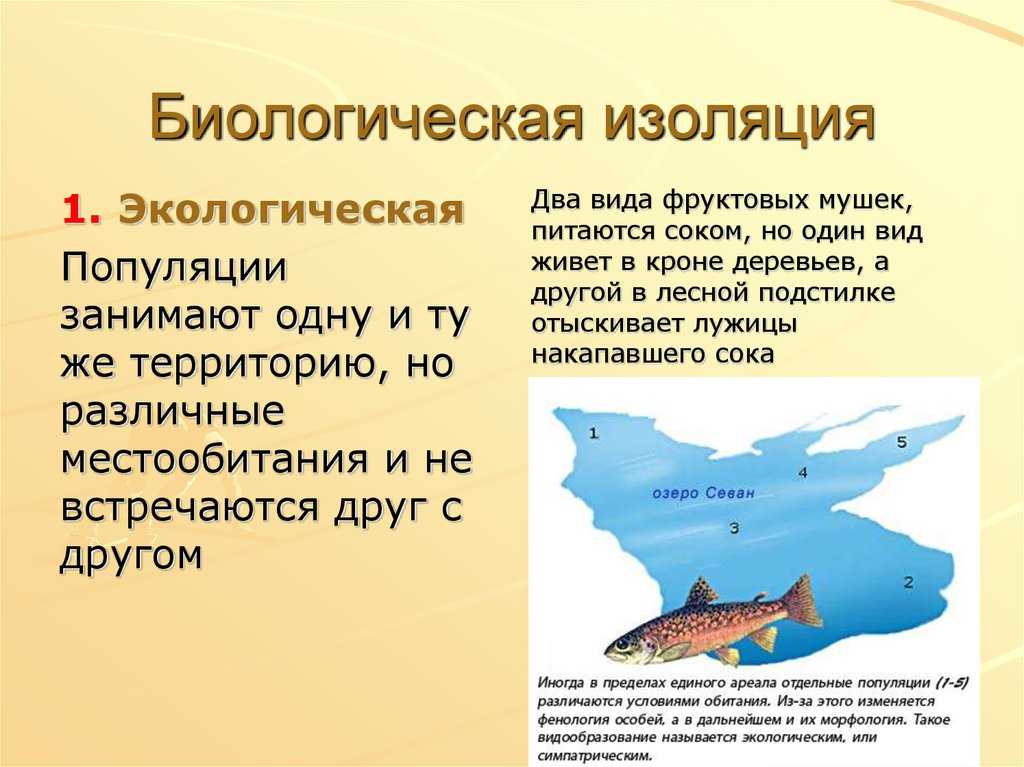 Географическое видообразование - основные формы, причины и способы