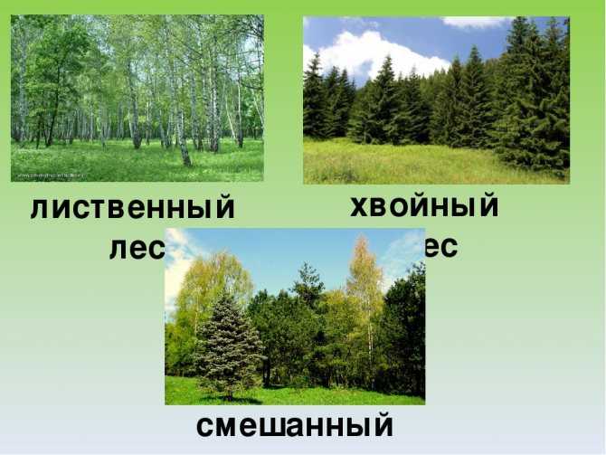 Смешанные и широколиственные леса россии