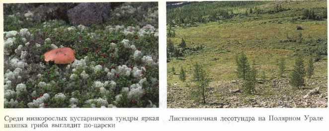 Тест северные безлесные зоны 8 класс. Северные безлесные зоны России. Северные безлесные зоны растения. Северные безлесные природные зоны. Жилища людей Северные безлесные зоны.