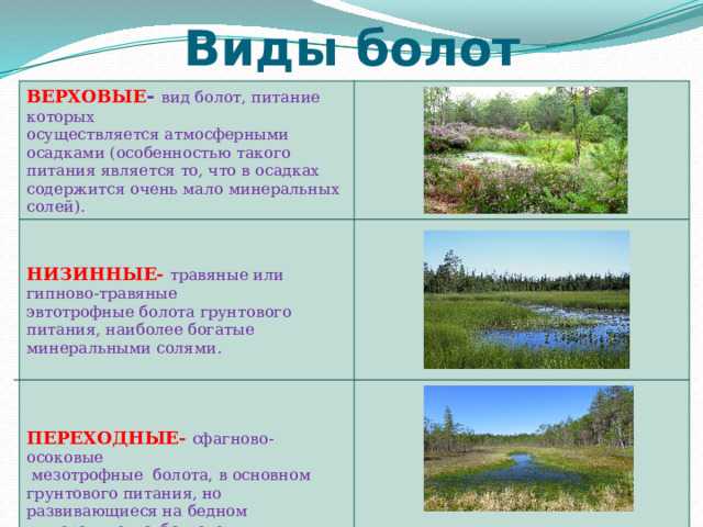 Заболачивание почв: что это такое, причины, последствия, борьба