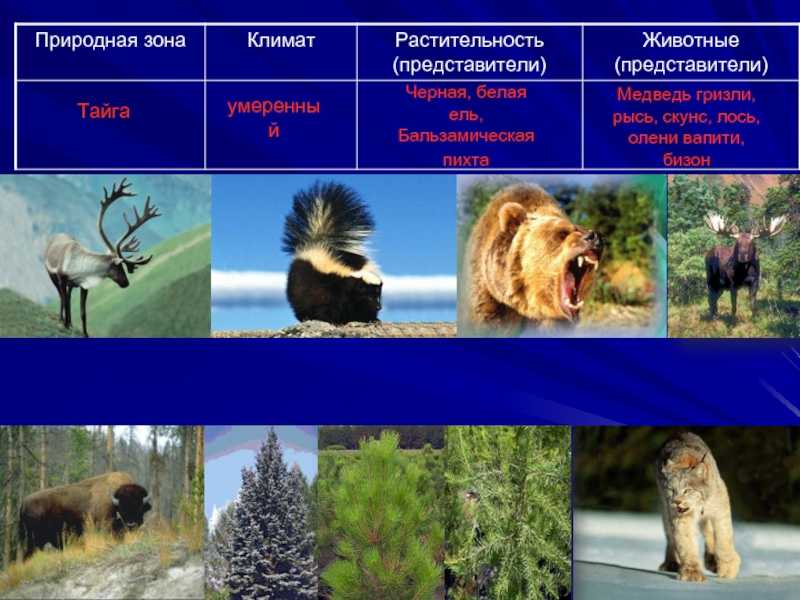 Природная зона тайги