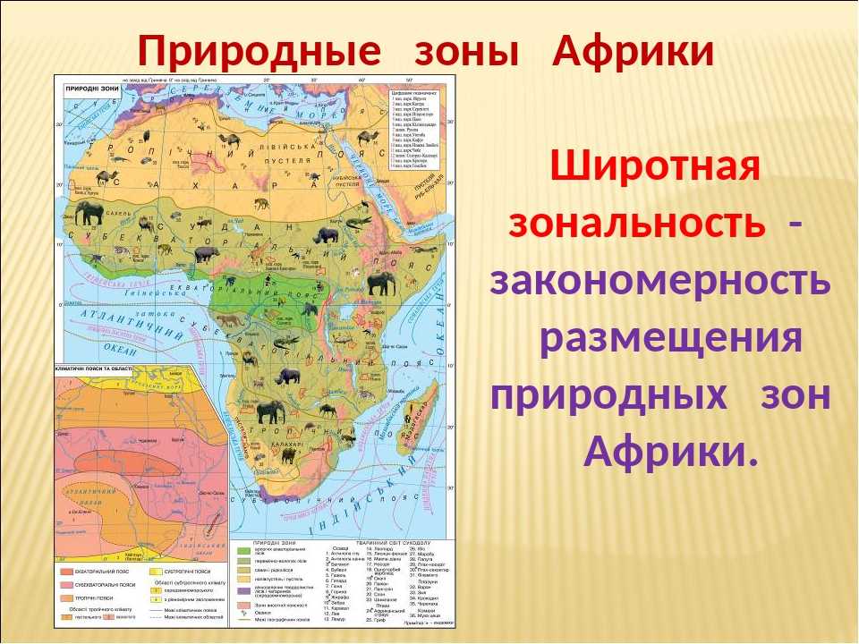 Презентация по географии на тему природные районы африки (7 класс)  доклад, проект