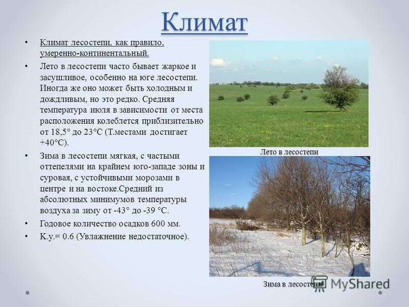 Климат лесостепной зоны россии. какой климат в лесостепи, степи,животной степи,полупустыни, пустыни