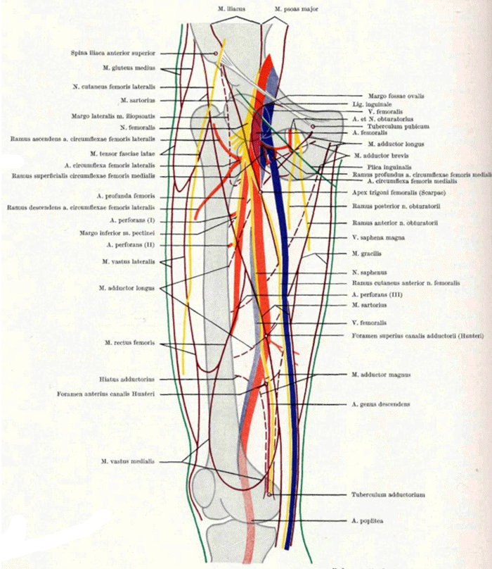 Иннервация бедра схема