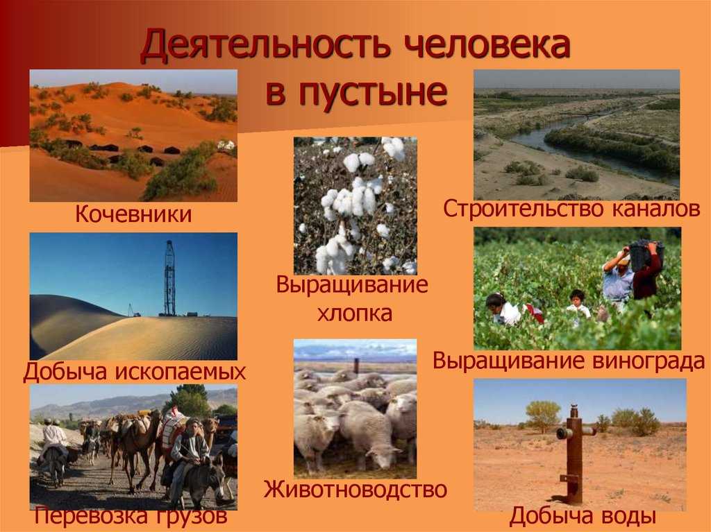 Пустыни и полупустыни — климат, животный мир и растительность, интересные факты