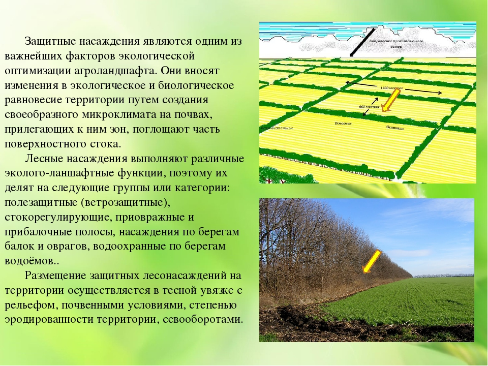 Что такое агроландшафт: понятное объяснение