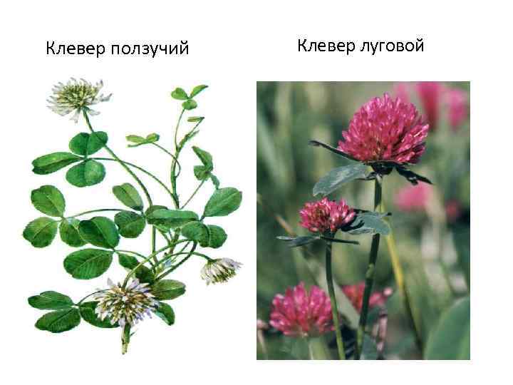 Чем похожи клевер луговой и ползучий?