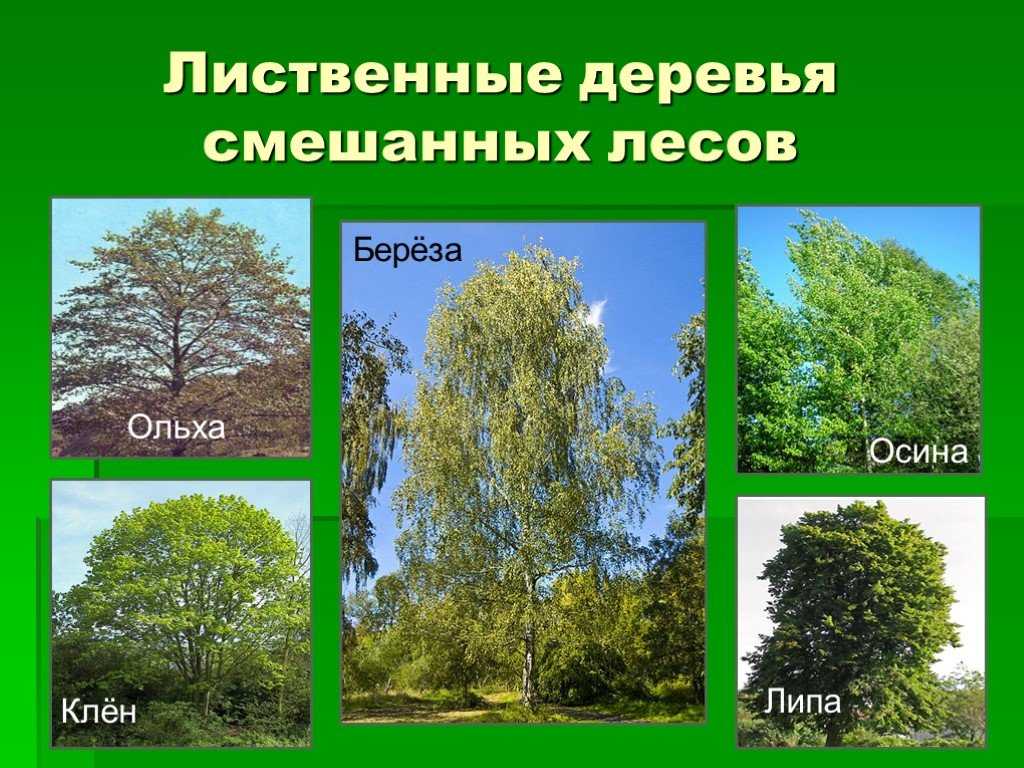 Природная зона смешанных и широколиственных лесов Имеют особенность: они не образуют сплошной полосы через всю Россию с запада на восток одна часть