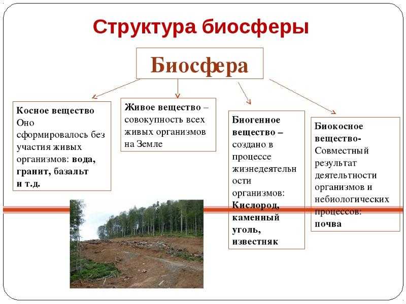 Компоненты биосферы. функции живого вещества