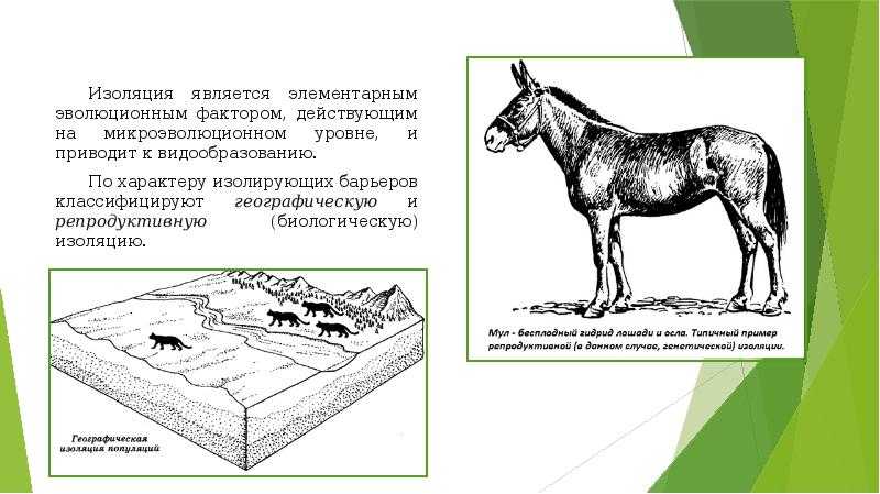 Изоляция в биологии. определение. примеры.