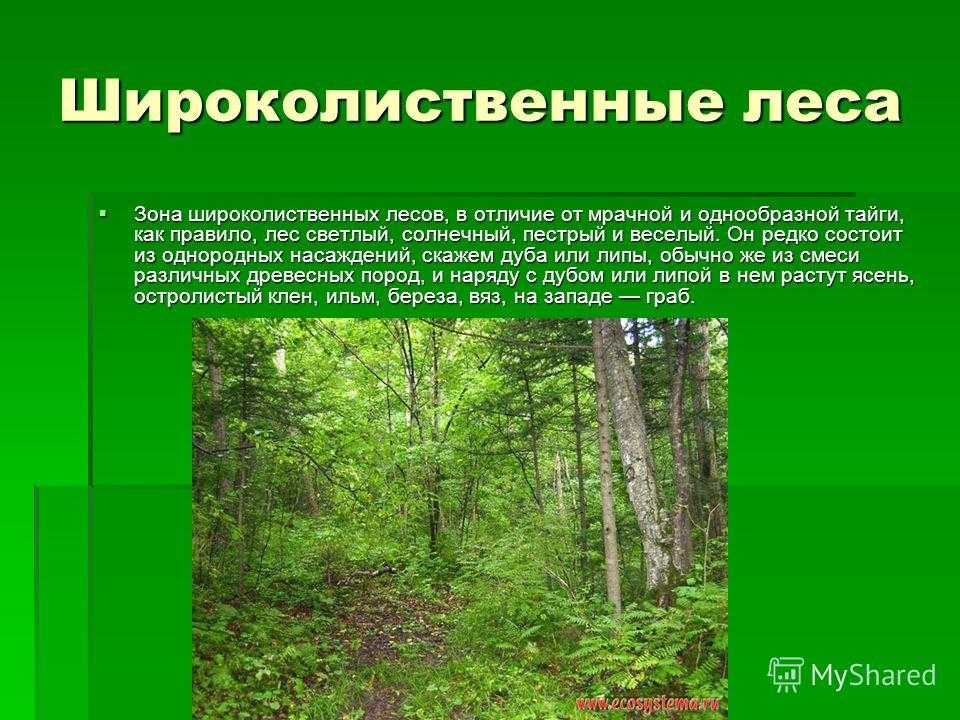 Какое лето в зоне лесов. Зона лесов смешанные широколиственные. Растительность широколиственных лесов в России. Смешанные и лиственные леса. Зона лиственные леса.
