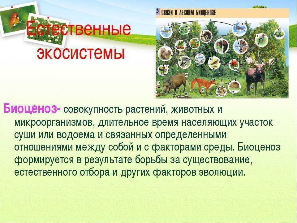 Каковы особенности и формы рельефа зон лесных массивов