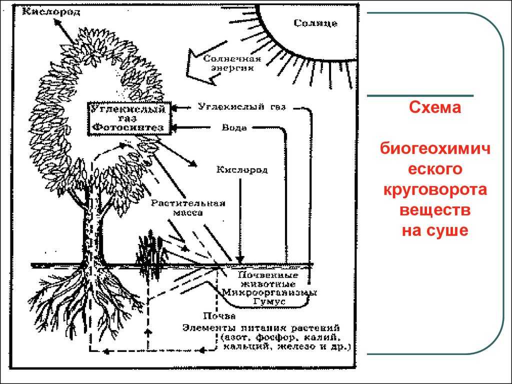 Почему растения считаются начальным звеном круговорота веществ. 5. Круговорот веществ в природе.. Схема биологического круговорота почвы. Биогеохимический цикл кислорода схема. Биология схема круговорот веществ в природе схемы.