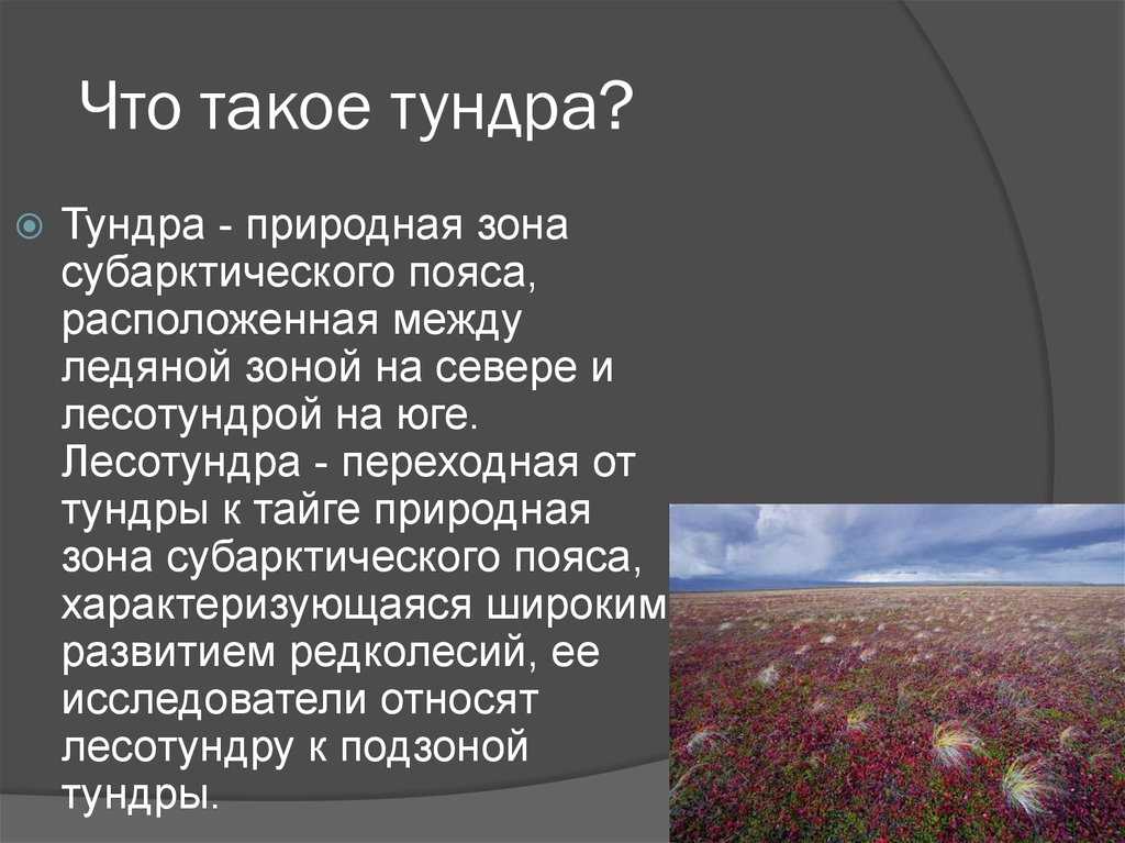 Тундра - insch.ru