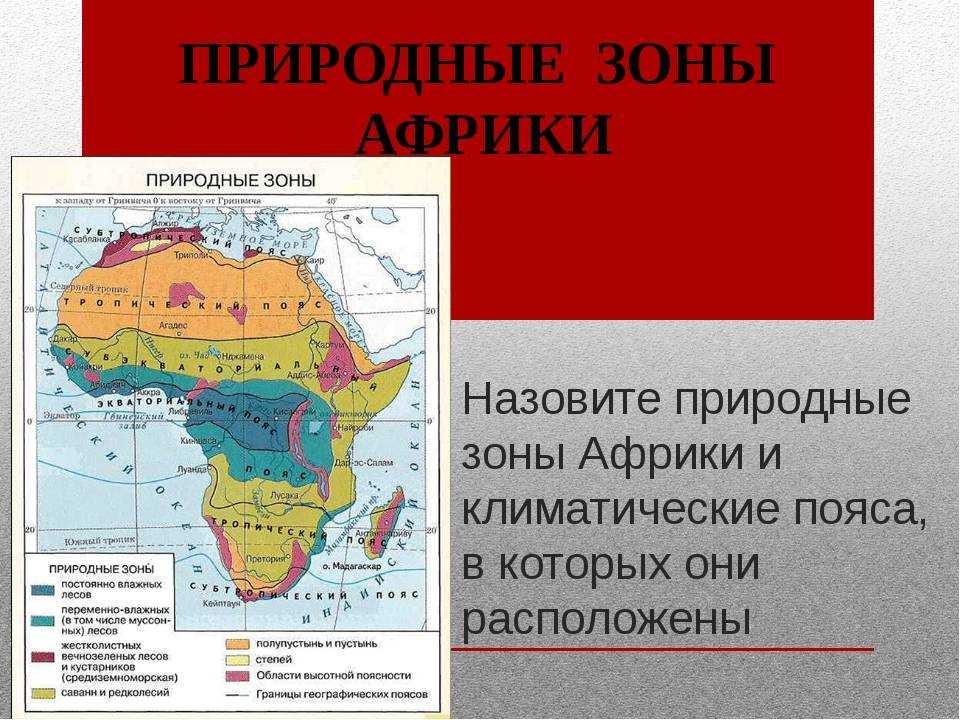 Лес - смешанные и широколиственные леса - влажные экваториальные леса южной америки