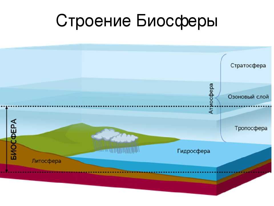 Биосфера термин впервые ввел в науку французский натуралист ж.-б. ламарк в 1803 году, понимая под биосферой всю совокупность живых организмов планеты. - презентация