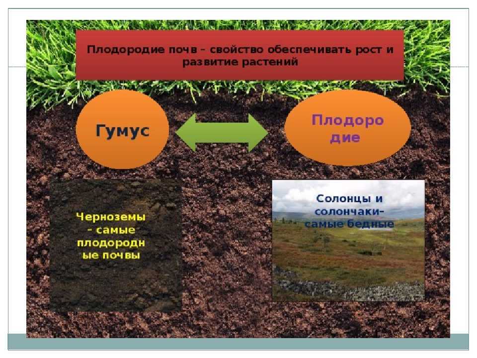 Плодородие естественное