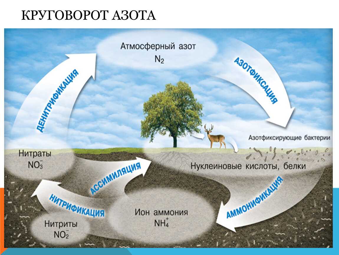 Круговорот основных биогенных элементов Глобальный биохимический круговорот в биосфере не является замк¬нутым Непрерывному круговороту в биосфере Земли