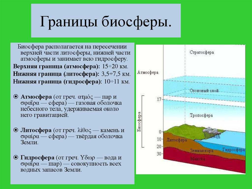 Биосфера: что это такое, ее состав, строение, свойства и функции