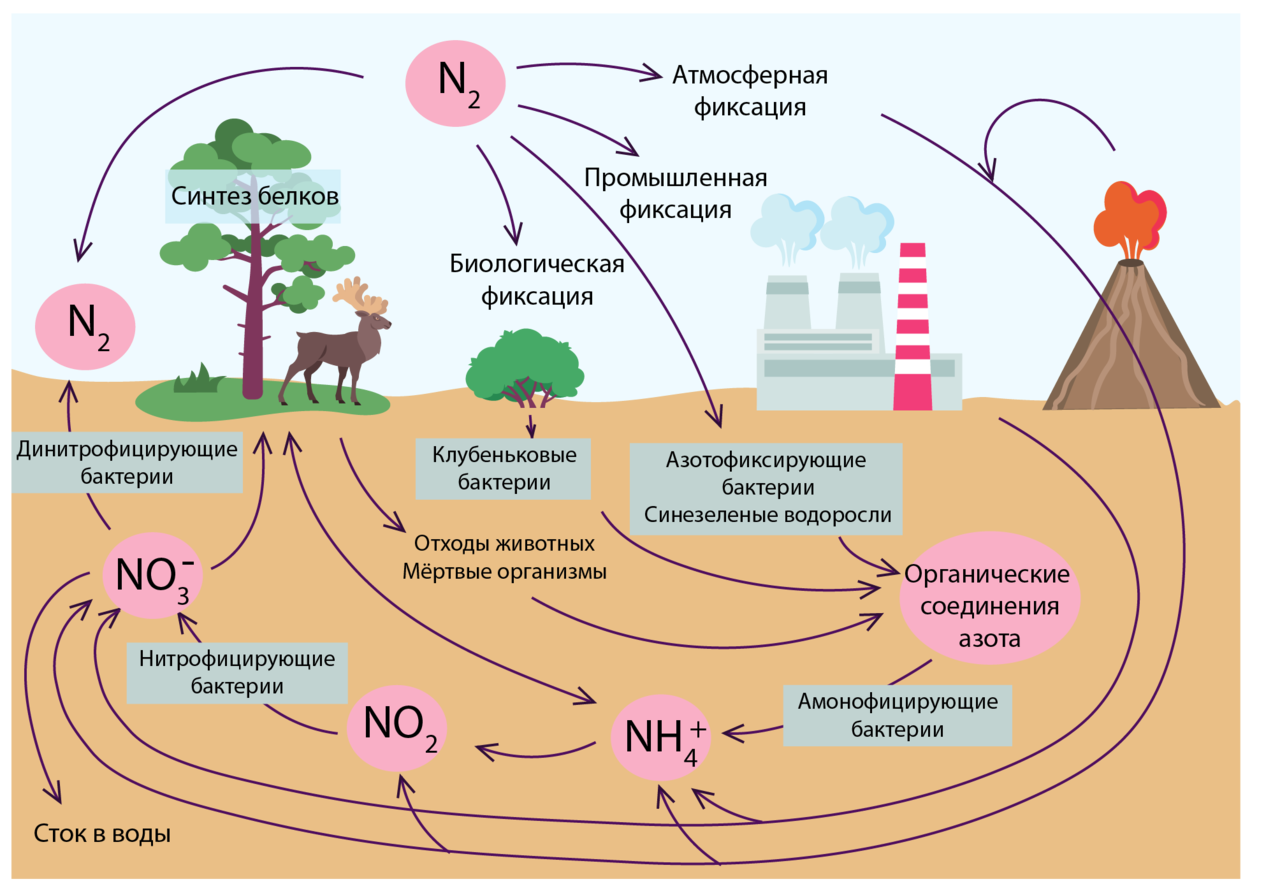 Чья биомасса в биосфере больше. Круговорот серы азота и углерода. Круговорот кислорода азота углерода фосфора. Круговорот азота фосфора и кислорода. Круговорот углерода в биологическом круговороте.
