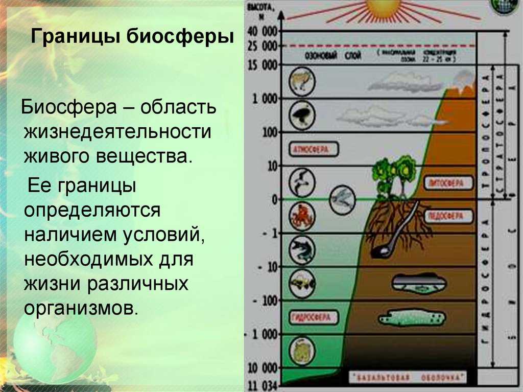 Границы биосферы в пределах атмосферы, гидросферы и литосферы