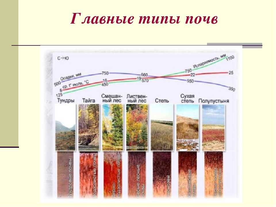 Урок 6: почвы россии - 100urokov.ru