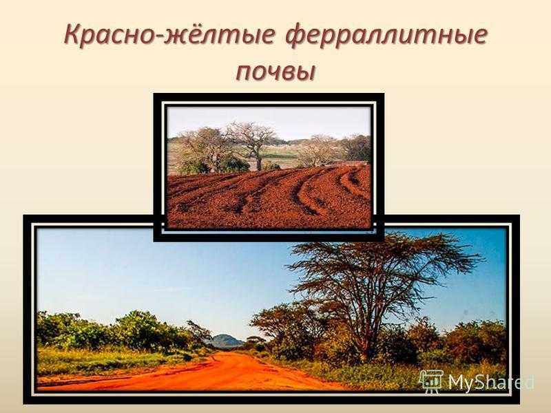 Почвы южной америки