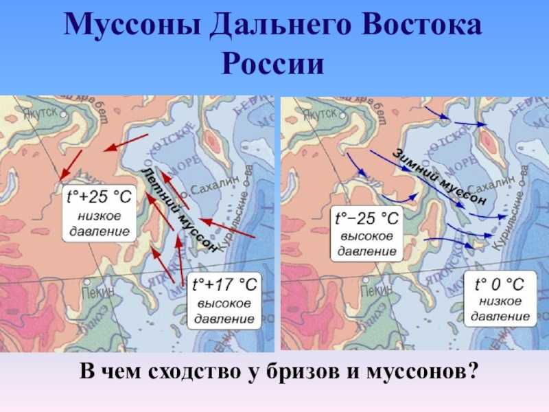 Смешанные леса дальнего востока доклад 4 класс